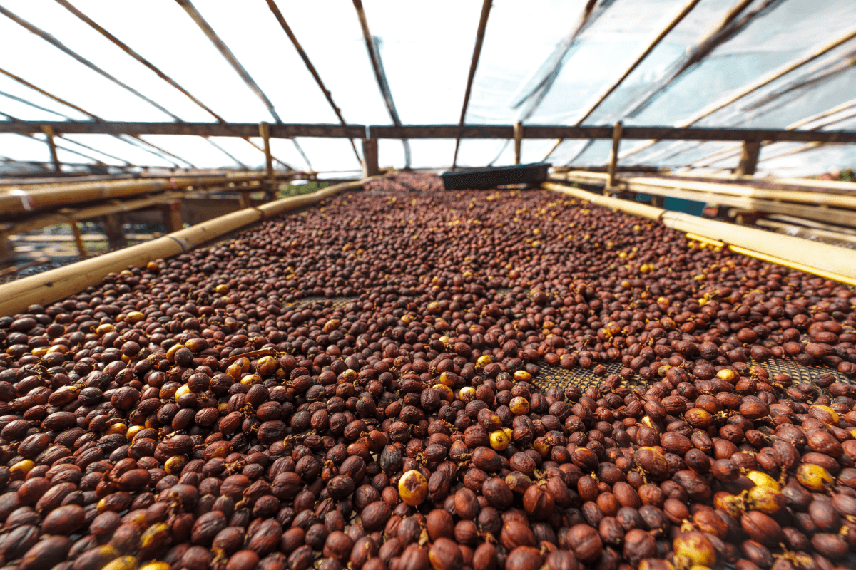 Sumatra Gayo Reserve